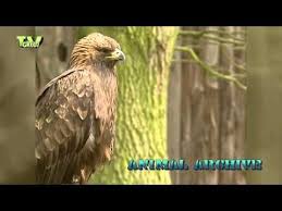 Birds Of Prey Full Movie Free Youtube Faunaview Birds Of Prey