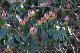 Vorausgesetzt es hat plusgrade und der boden ist nicht mehr gefroren. Rhododendron Umpflanzen Wann Und Wie So Gelingt Das Umsetzen