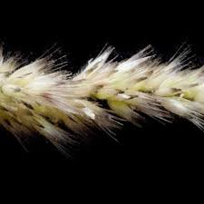 Image result for Enneapogon pretoriensis