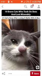 Pin By Ines Morgenstern On Critters God S Amazing Creation 1 Funny Cat Fails Cute Animals Funny Animals