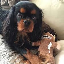 Black And Tan Cavalier Black And Tan Cavalier King Charles Spaniel Cavalierkingcharlesspanielblackandtan With Images King Charles Dog King Charles Cavalier Spaniel Puppy King Charles