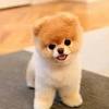 Pomeranian in dogs & puppies for sale. 1