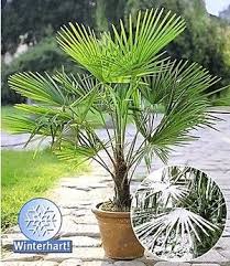 Winterharte Kubel Palme 1 Pflanze Chinesische Hanfpalme Winterharte Pflanzen Garten Winterharte Palmen Und Winterhart