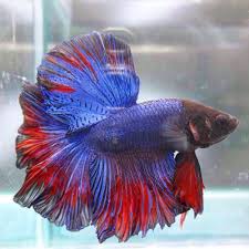 Bisa menghindari stres dan konon memelihara ikan di dalam rumah dipercaya seperti aquarium yang berbentuk kecil atau bulat atau memelihara dalam toples atau botol kecil. Infomina Ingin Memelihara Ikan Tanpa Tambahan Oksigen