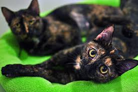 Like many animals, cats use body language cues as a big part of their communication and aggressive behaviours, such as hissing, swiping and fighting can be a part of this. Aggression Between Cats In Your Household Aspca