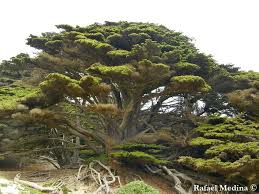 Image result for Cupressus macrocarpa