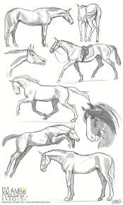 More Horse Studies By Kalambo On Deviantart Deviantart Horse Kalambo Studies New More Horse Studies By In 2020 Animal Drawings Horse Drawings Animal Sketches