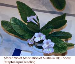 Luscious, medium purple and frilled, pansy shaped, double blooms, are center striped with white. African Violet And Gesneriad Show 2015 B