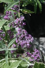 Image result for Buddleja alternifolia