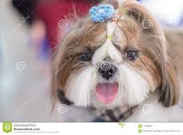 239 Shihtzu Tongue Photos Free Royalty Free Stock Photos From Dreamstime