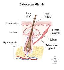 Image result for Dissotis glandulosa