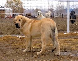 When the old folks told us. Spanish Mastiff Puppies Facts Pictures Breeders Characteristics Temperament Animals Breeds