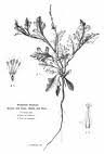 Image result for Erythrococca menyharthii