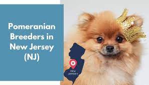 Needed a contraption that would help keep the door from opening no more than our dog's chest is wide, yet wide enough for the cats. 11 Pomeranian Breeders In New Jersey Nj Pomeranian Puppies For Sale Animalfate