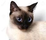 Siamese cat - Wikipedia