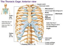 Check spelling or type a new query. Anterior View Of The Anatomy Thoracic Cage Photo Body Anatomy Human Ribs Rib Cage Anatomy