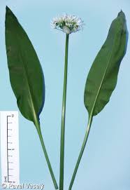 Image result for Allium ursinum