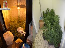 Frutta, verdura, ma anche piante aromatiche e altro. Arrestato 19enne Incensurato Per Coltivazione Produzione E Detenzione Di Marijuana Ai Fini Di Spaccio Aveva Una Serra Professionale In Casa