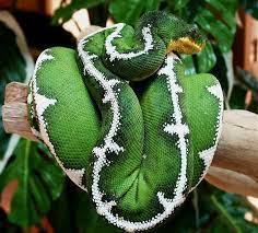 Tony Nicoli Awesome Arboreals Emerald Tree Boas Emerald Tree Boa Beautiful Snakes Snake