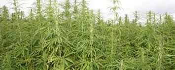 Darf man als privatperson hanf legal anbauen? Anbau Von Nutzhanf Erreicht Hochstwert Landundforst De
