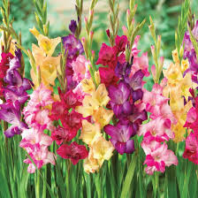 Image result for Gladiolus virgineus