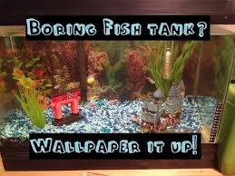 Koi Fish Tanks | Tiktok