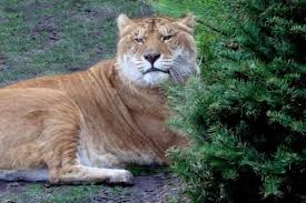 Check out our big cat zoo safari selection for the very best in unique or custom, handmade pieces from our shops. Liger Facts Big Cat Rescue