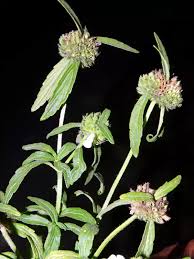 Image result for Leucas