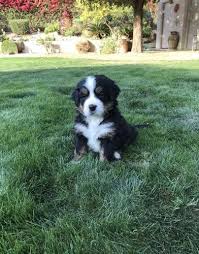 Find bernese mountain dog puppies and breeders in your area and helpful bernese mountain dog information. Bernese Mountain Dog Puppy For Sale Adoption Rescue For Sale In Phoenix Arizona Classified Americanlisted Com