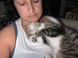 Desperately need to rehome my 3-year-old cat Luna