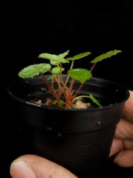 Image result for Begonia vankerckhovenii