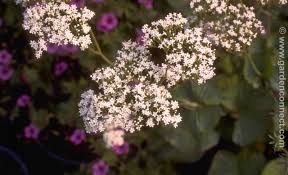 Image result for Valerianaceae