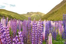 紐西蘭旅遊 lindis pass魯冰花海美景不輸tekapo 丸玩玩 natural landmarks working holidays nature