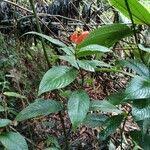 Image result for Psychotria pumila