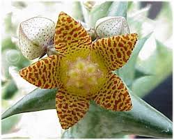 Image result for Tridentea marientalensis