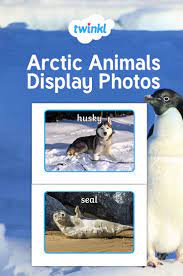 Arctic Animals Display Photos Arctic Animals Polar Animals Interesting Animals