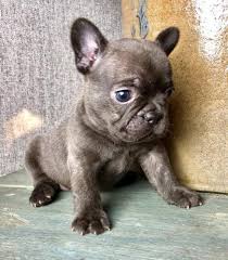 Our goal is to make the best rescue match taking into consideration the bulldog's. French Bulldog Puppies For Sale In Ohio Petswall