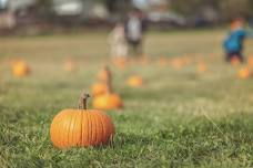 Pumpkin Trains at the Chehalis Railroad