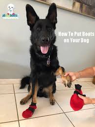 how to measure and pick the right size dog boots