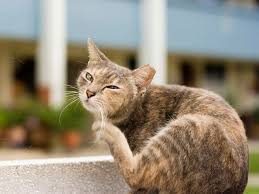 Turns out this virus slips into your dog unnoticed and triggers. Mengenal Panleukopenia Pada Kucing Kumparan Com