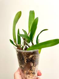 Image result for Hippocratea buchananii