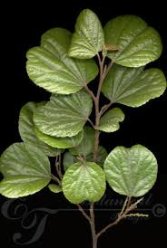 Image result for Trimeria