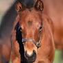 twin horses from www.sconeequinehospital.com.au
