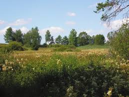 Image result for Chionodes electellus