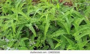 Image result for Gleichenia