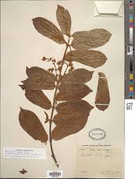 Image result for Motandra lujaei