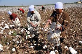 allplants | What Is Sustainable Cotton?