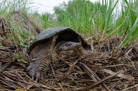 Massachusetts has 10 native turtle species. Snapping Turtle The Canadian Encyclopedia