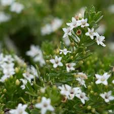 Image result for Hippocratea parvifolia