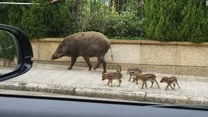 Mayer of the savannah river national laboratory found that among the wild boar attacks reported, 70% of them occurred between 2000 and 2012, which is quite significant, to say the least. Hong Kong Is Being Overrun By Wild Boars Cnn Video